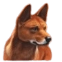 Dingo
