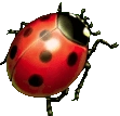 Ladybugs