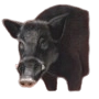 Wild Boar